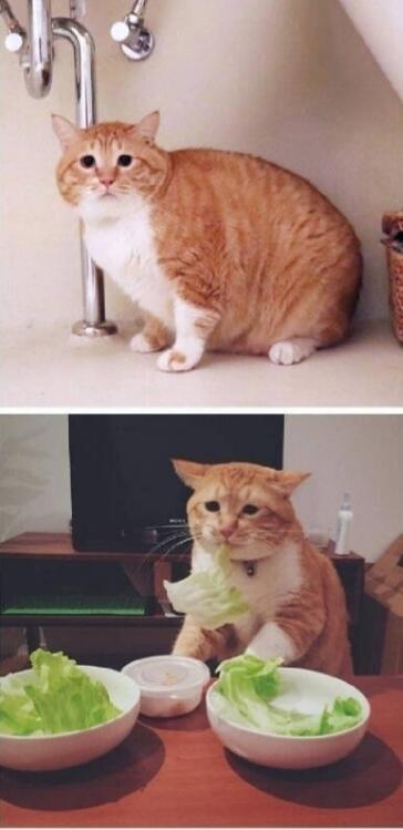 이 고양이 종 알려줘......
