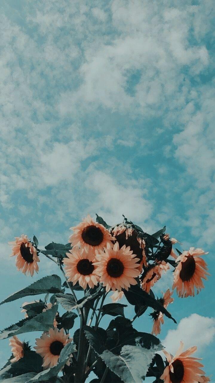 핀터ㄱㄱ 사진 안모은지 꽤 됐어서 별로없다..