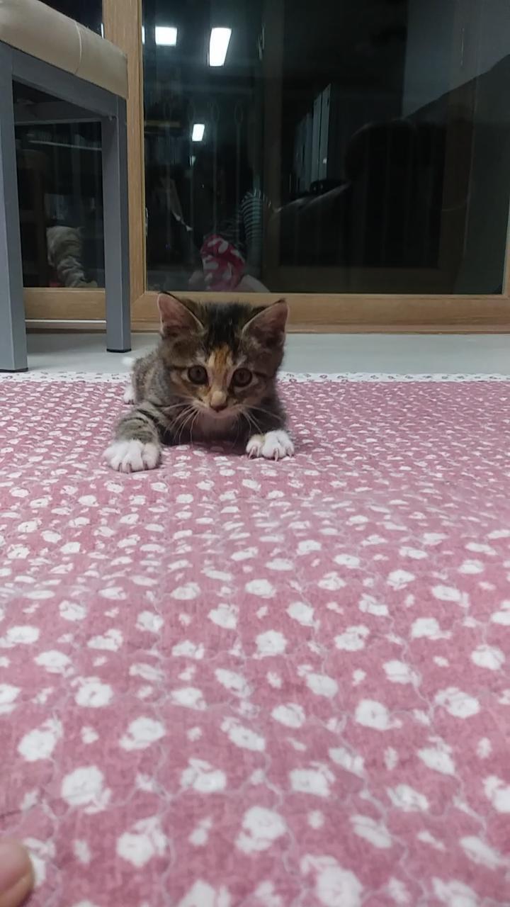 우리 집 고앵 2