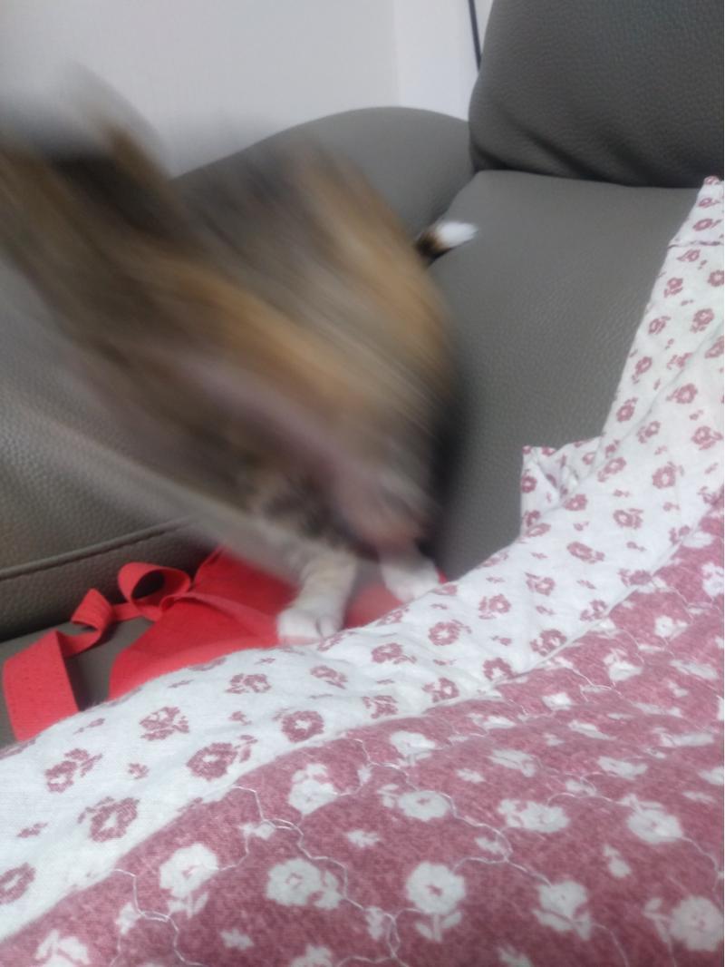스레주부터 한다. 우리 집 고양이(카메라 싫어함)이다. 사진이 다 이 꼬라지이다. 슬프다.