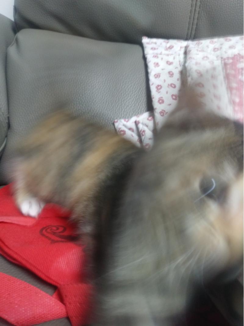 스레주부터 한다. 우리 집 고양이(카메라 싫어함)이다. 사진이 다 이 꼬라지이다. 슬프다.