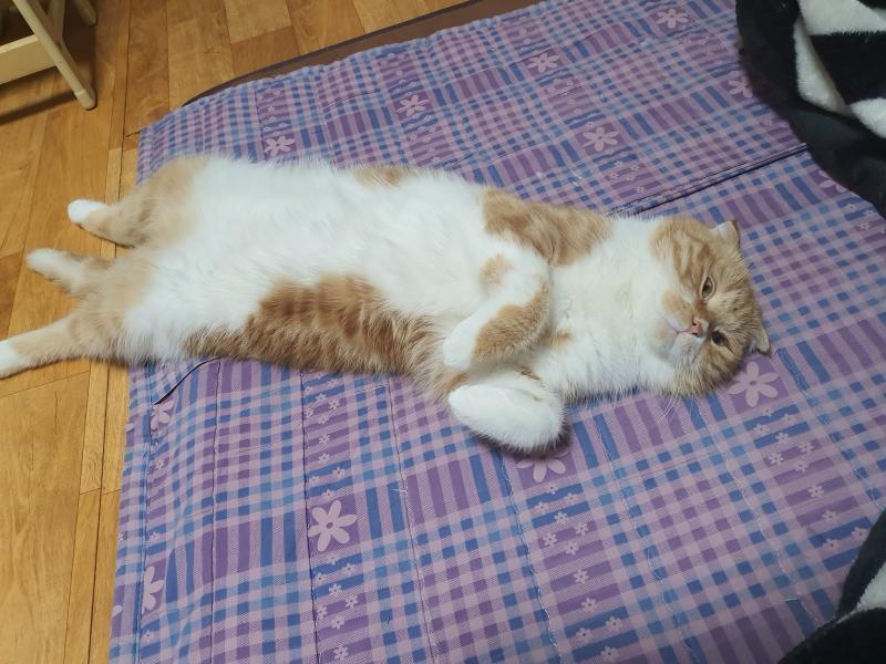 우리집 검둥이랑 호랑이야 ㅠㅠ 얘네는 점점 인간화 하고 있어...