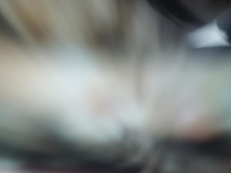 스레주부터 한다. 우리 집 고양이(카메라 싫어함)이다. 사진이 다 이 꼬라지이다. 슬프다.