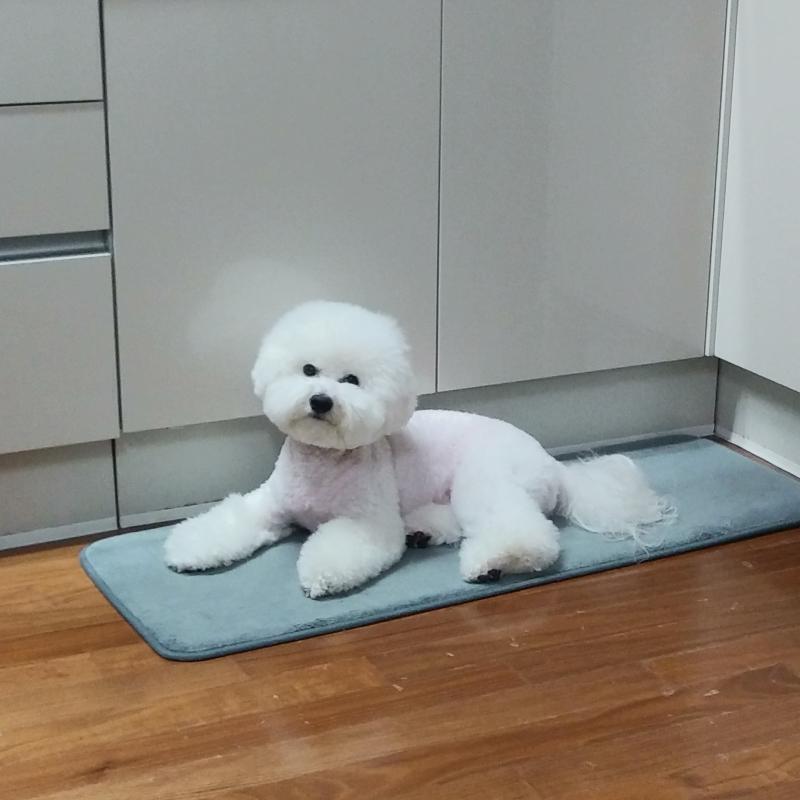 이제 두 살된 우리 막둥이 비숑이얌