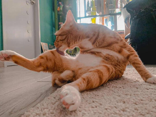 귀여운 고양이