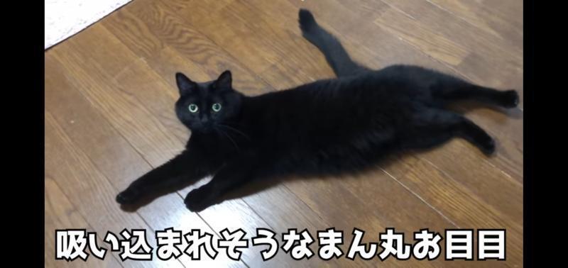 고양이