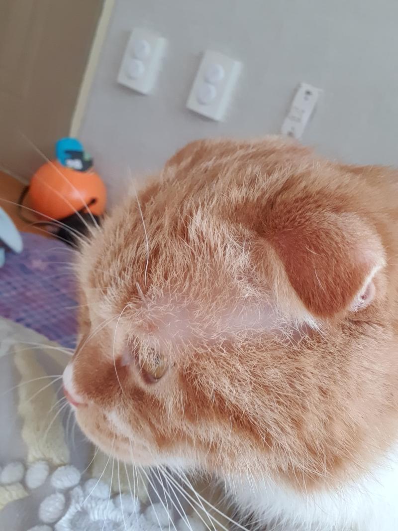 우리집 고양이 찍은 사진이당!