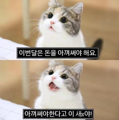 감당가능한가 스레주! 19금 사진 읍읍! 전 아니에여! 쿨럭 나구나? 내가 가장 쓰레기! 흡ㅠ 흑흑ㅠ 아냐! 그럴순없어! 으아아하앙ㅠ 고양이사진