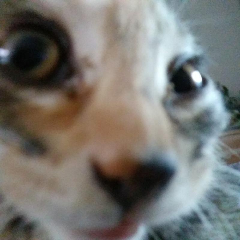 흐히히