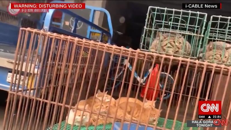 치즈냥이들+밥캣(심지어 밥캣은 영상에서 야옹거림...)