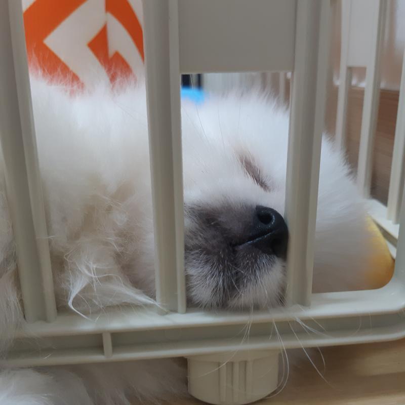 우리 강아지 애기 때 사진이야 이거라두 봐..!!