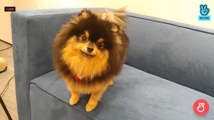 이 멍뭉이 알아보는 사람 꽤 많을거야...