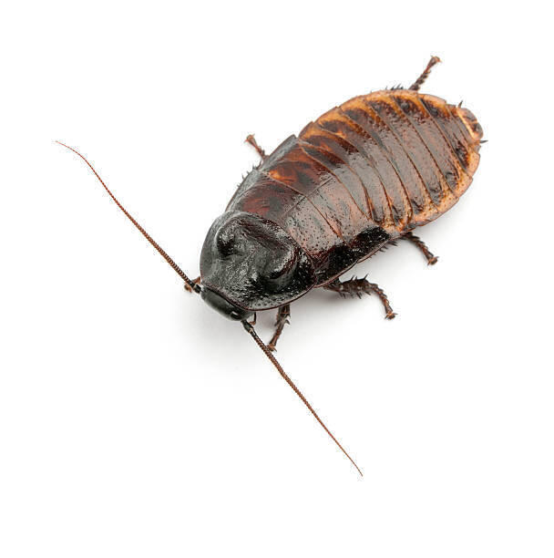 꺄항 난 100억이면 가능. 안경벗고 렌즈도 싹 다 버리면 되지 뭐. 소통은 가능한 거지?