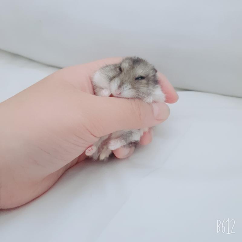 햄찌