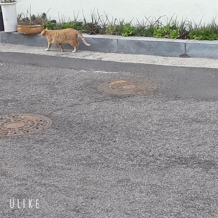 길고양이♡