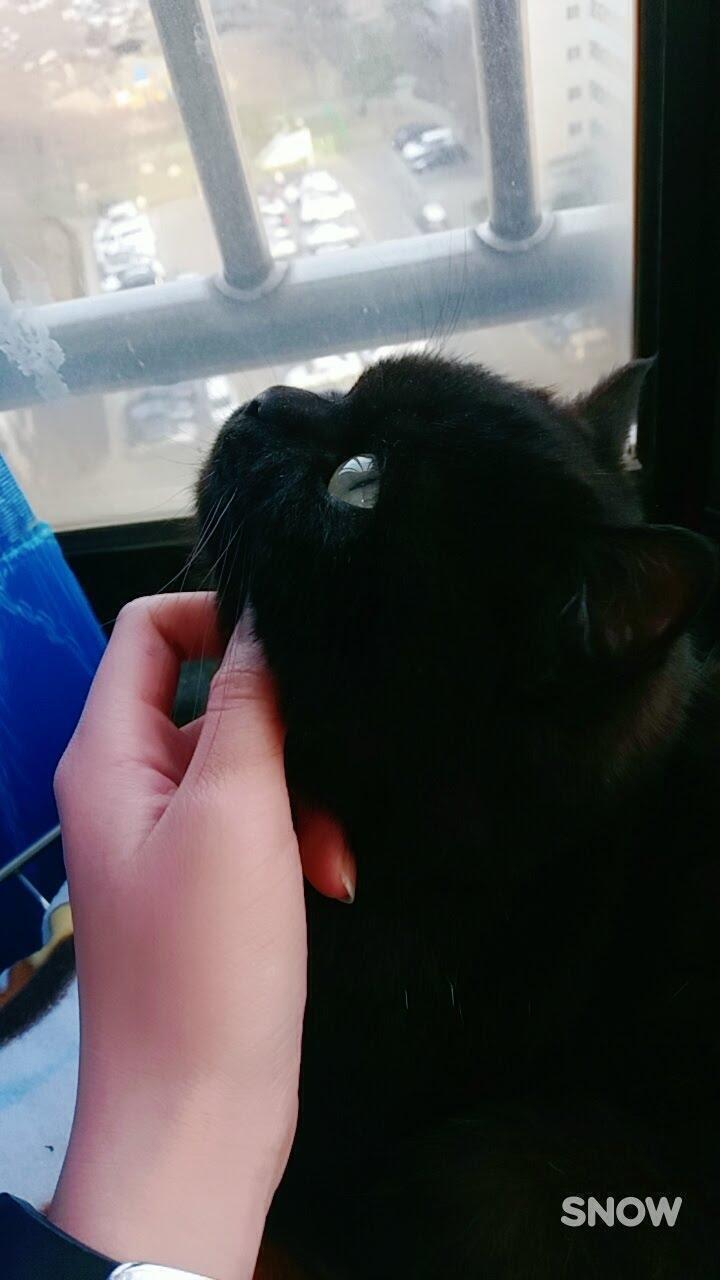 브리티시 클레식 ㅈㄴ 귀엽고 사랑스러워ㅜㅜㅜㅜㅠㅠㅠ