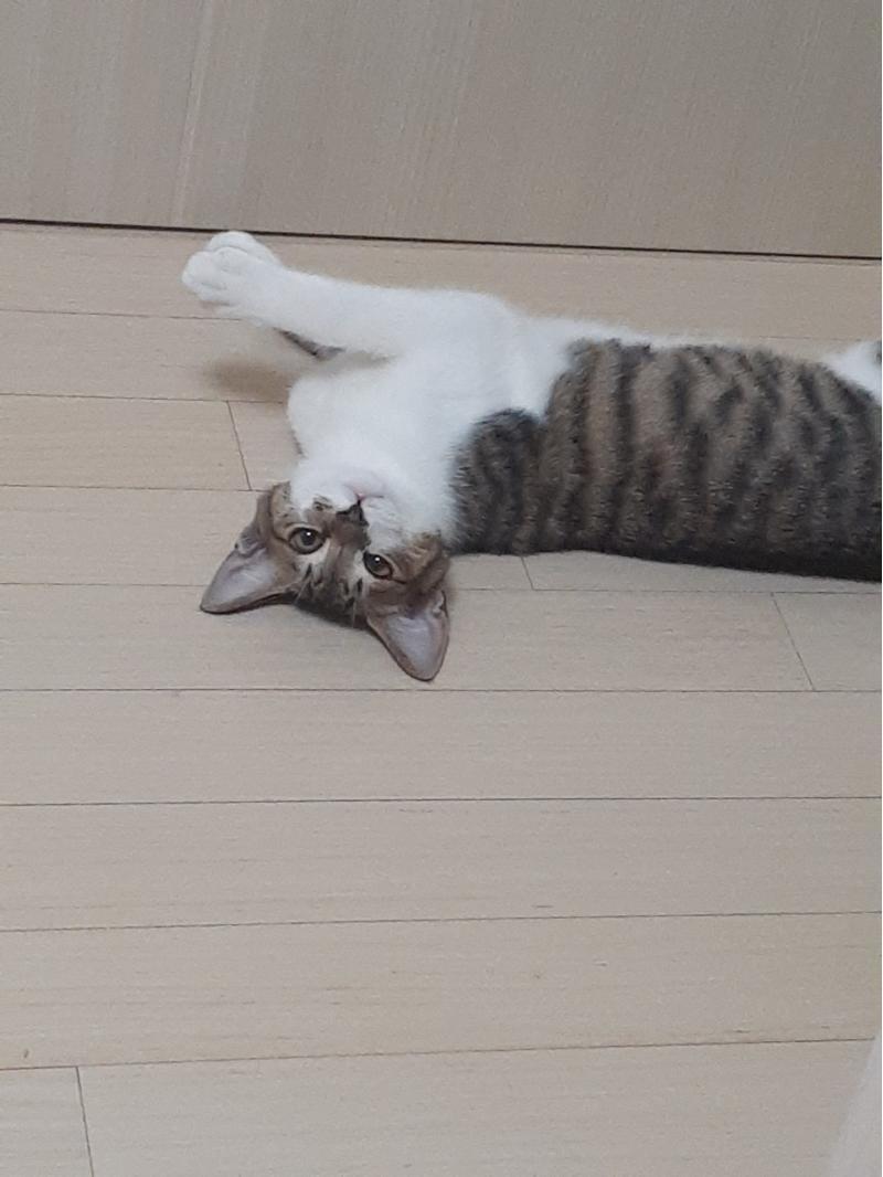 우리집 괭이...