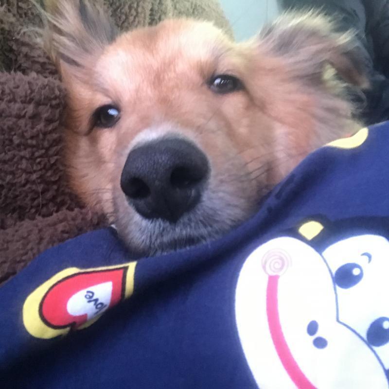 졸귀탱