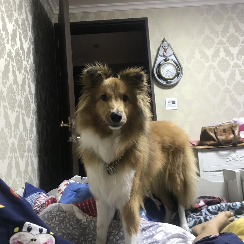 완전 멋지지않니 저 사자같은 갈기와 똘망똘망한 눈 🐶❤️