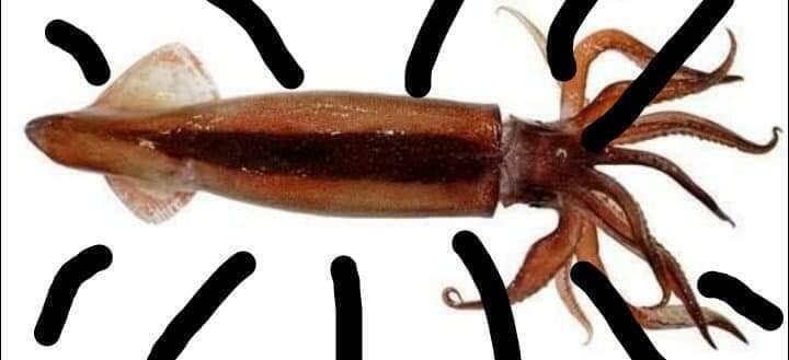날 알아보는 사람이 있다니 너무 기뻐서 먹물이 나와버렷!!아흥