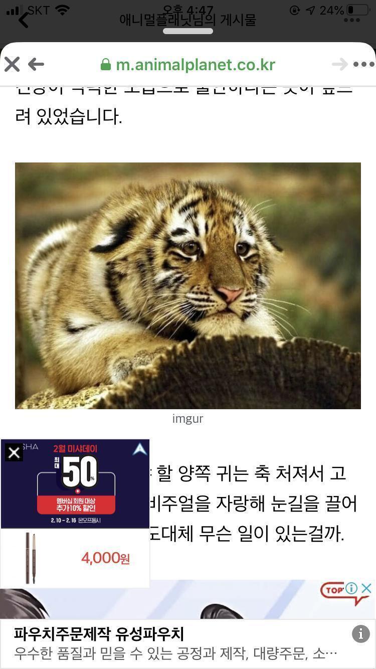 호랑이가 불안하면 귀를 뒤로젖친대 하 ㅠㅠㅠㅠㅠ넘 귀엽다 쓰다듬고싶어