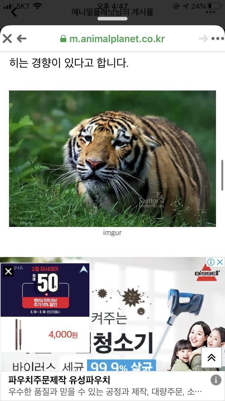 호랑이가 불안하면 귀를 뒤로젖친대 하 ㅠㅠㅠㅠㅠ넘 귀엽다 쓰다듬고싶어