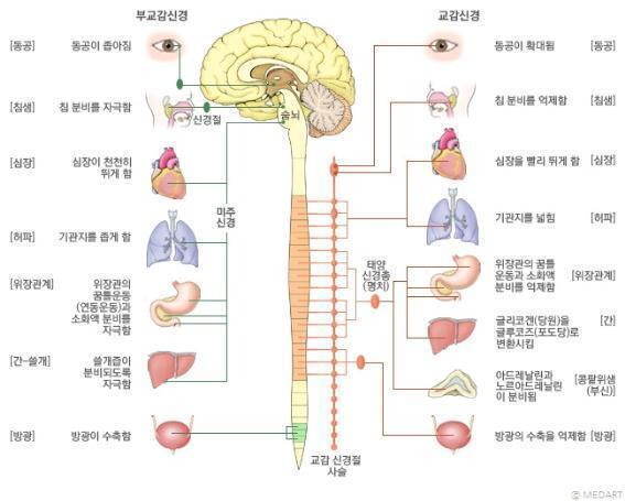 교과서에서 위와 같은 그림 보신 적이 있을 겁니다. 보통 학생들이 그냥 그림만 보고 그런갑다 하고 넘어가는 경향이 많은데 이 그림에서 신경세포체