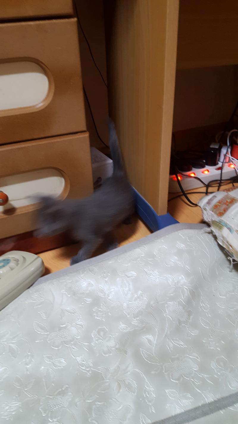 모야 이거 더 써먹어줘 난 동물스레 좋아 울집 고영이 애기때 사진이야 날렵하쥐