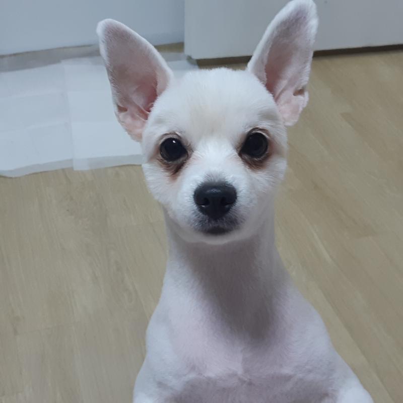 우리집 강아지얌