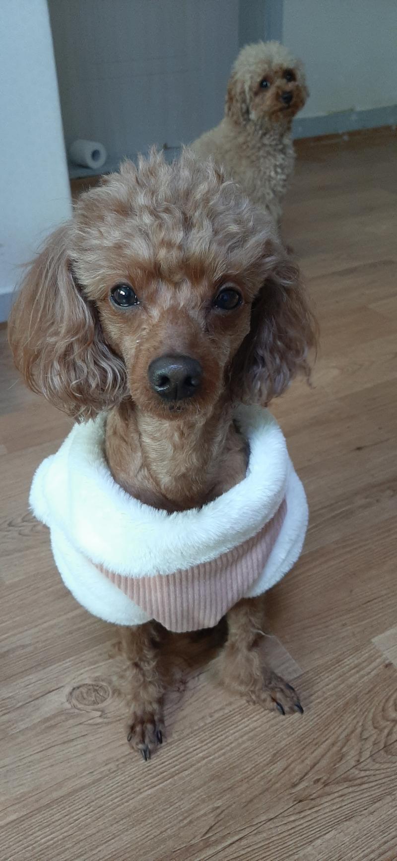 나는 5살코코랑 2살인 아라가 있는데 걔네가 낳은 코아도 있당 다 푸들! 첫번째가 아라,두번째 코코,세번째가 코안데 5개월인데 아빠만해서 다들