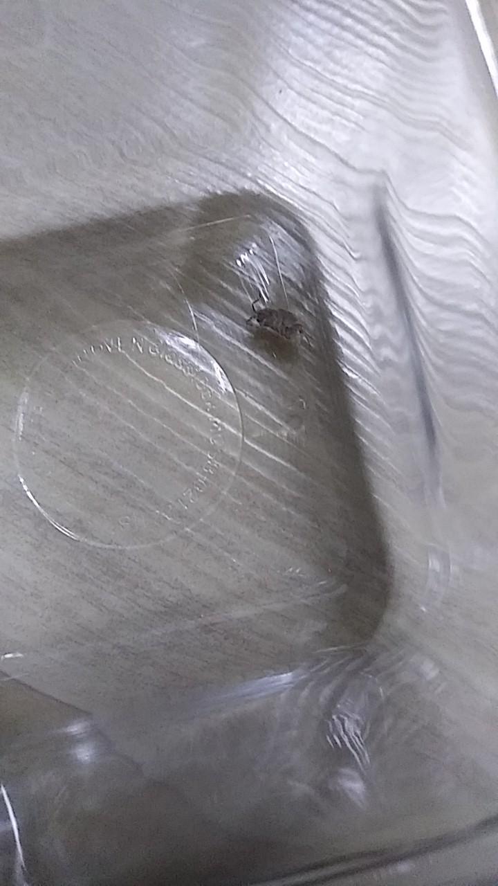 앞뒤 크기는 새끼손톱