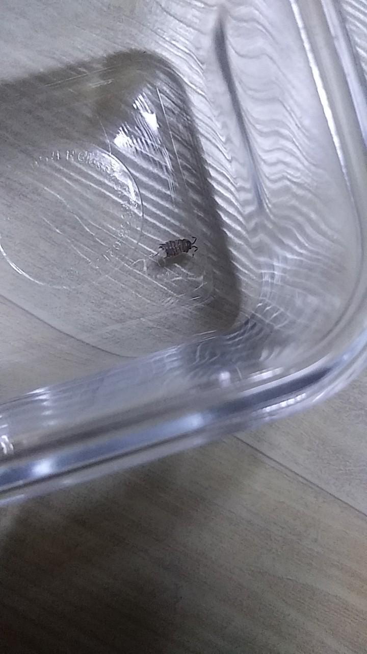 앞뒤 크기는 새끼손톱