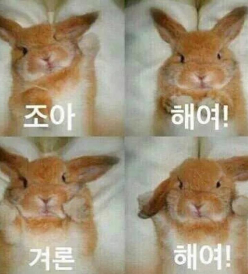 레스주들 내가 조아해여!