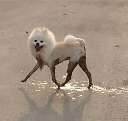 슬플땐 신난 강아지를 보자!