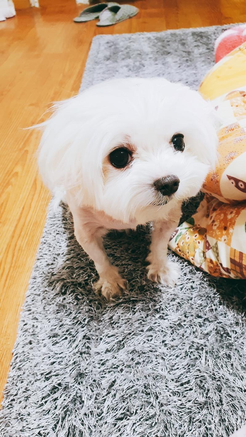 우리집 멍멍이를 투척