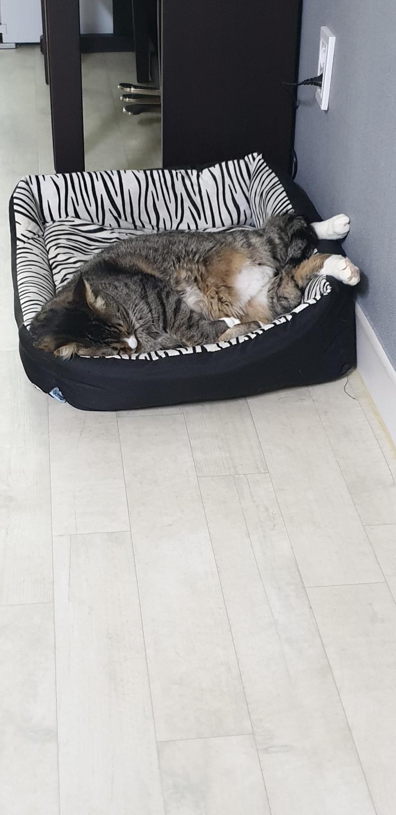 우리집 11살 9살 냥이 11살이 바둑무늬야ㅋㅋㅋ 9살이 뚱냥이고 쟤 10키로야 완죤 돼지 9살 자는게 귀여워서
