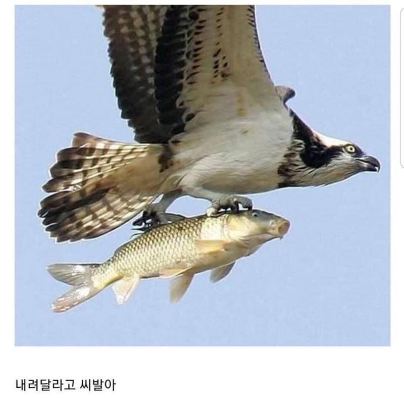 매