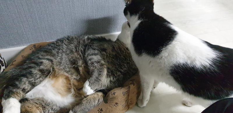 우리집 11살 9살 냥이 11살이 바둑무늬야ㅋㅋㅋ 9살이 뚱냥이고 쟤 10키로야 완죤 돼지 9살 자는게 귀여워서