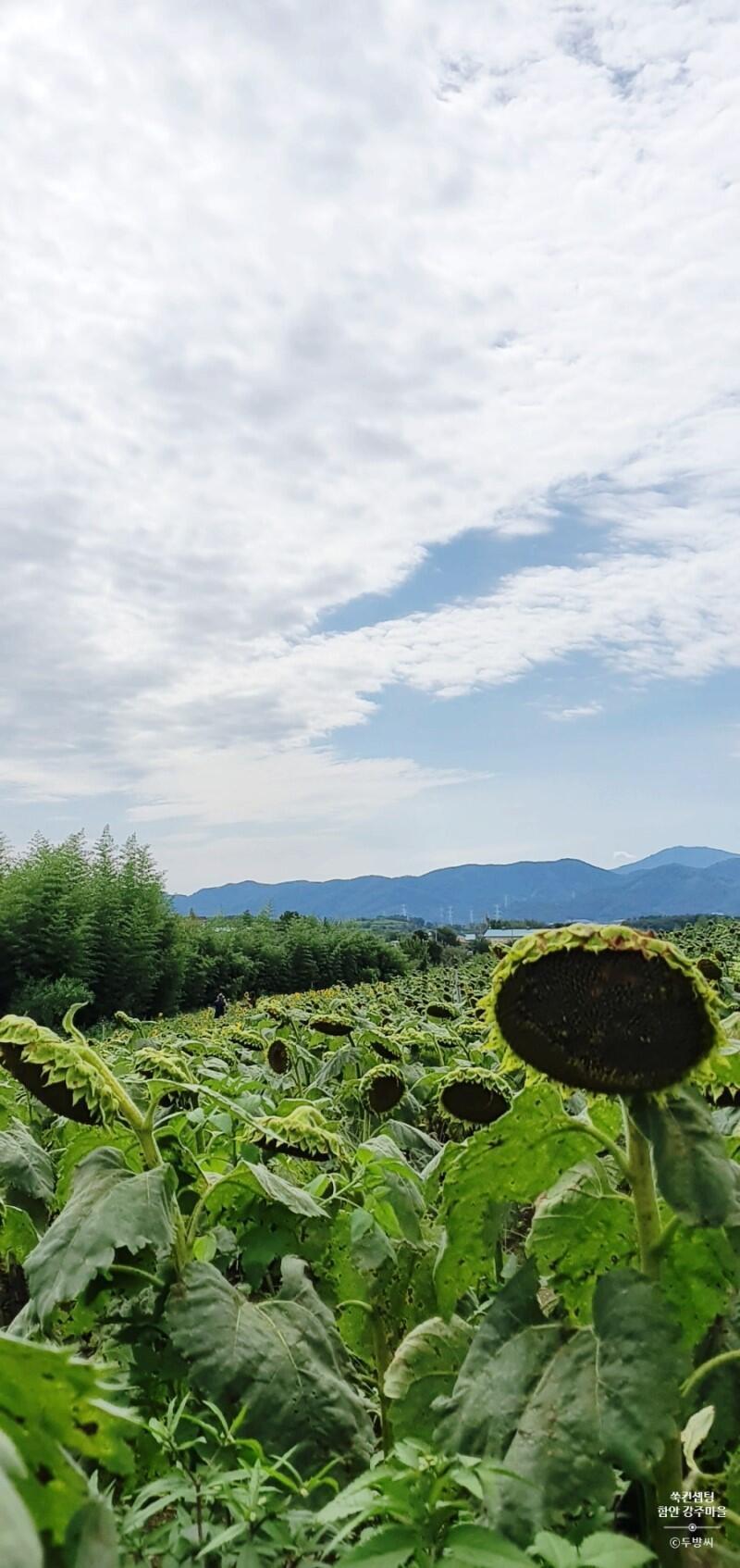 근데 2019에는 바람때문에 해바라기 꽃잎 다떨어졌었데