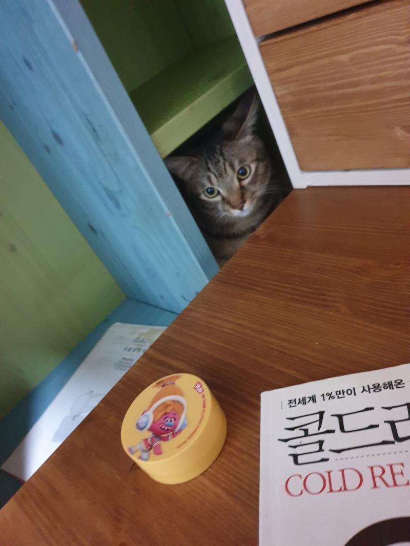 우리집 고영이 두마리 보고가랑 마지막 이미지는 냥젤리