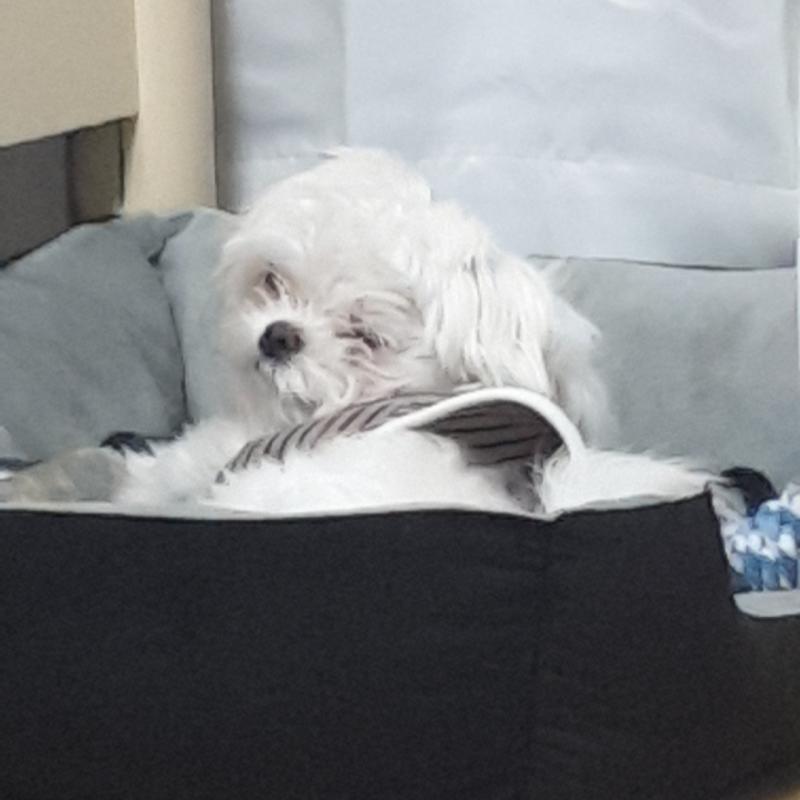 내 사랑스러운 쫑쫑이야 ❤