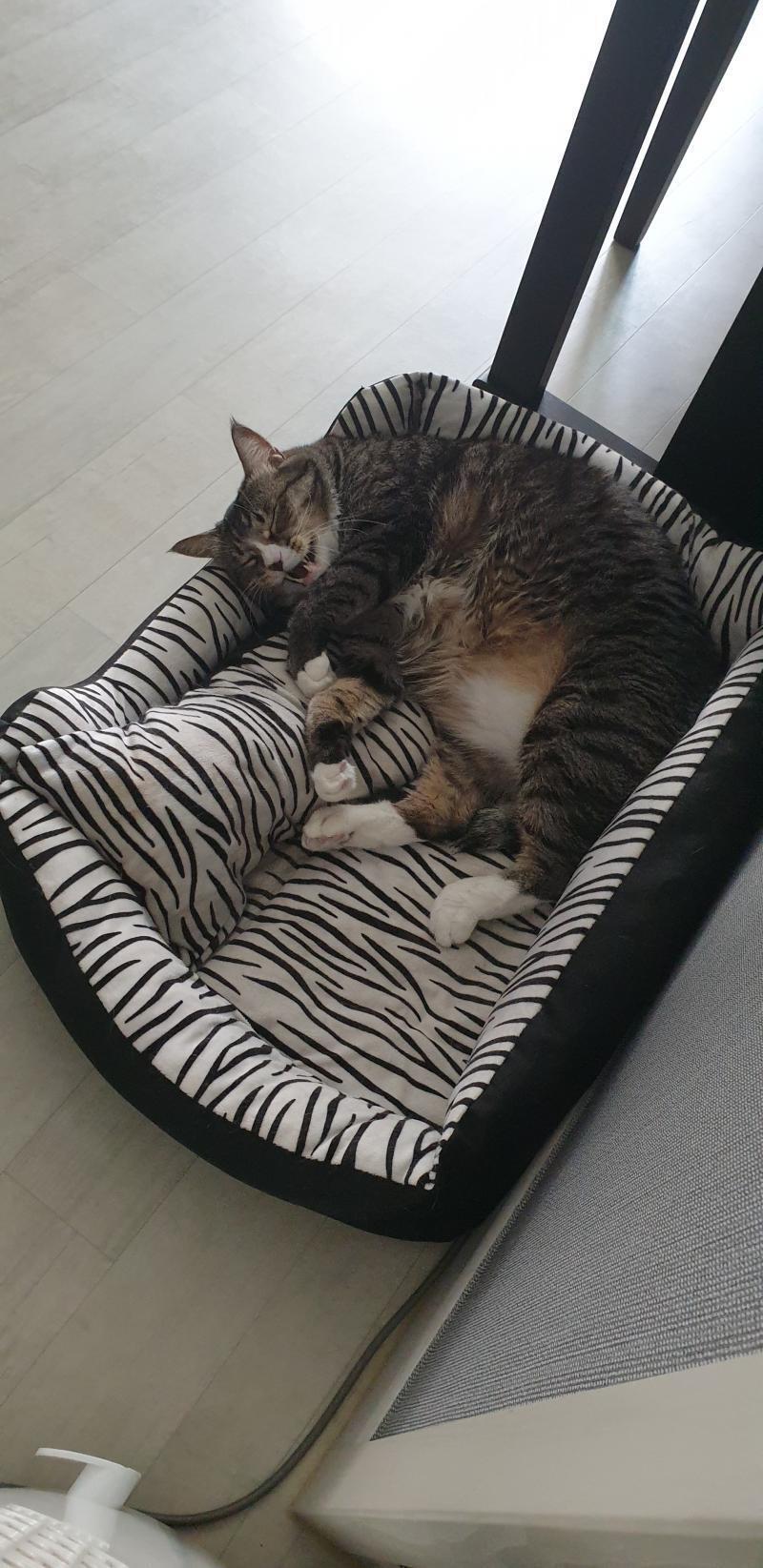 우리집 11살 9살 냥이 11살이 바둑무늬야ㅋㅋㅋ 9살이 뚱냥이고 쟤 10키로야 완죤 돼지 9살 자는게 귀여워서