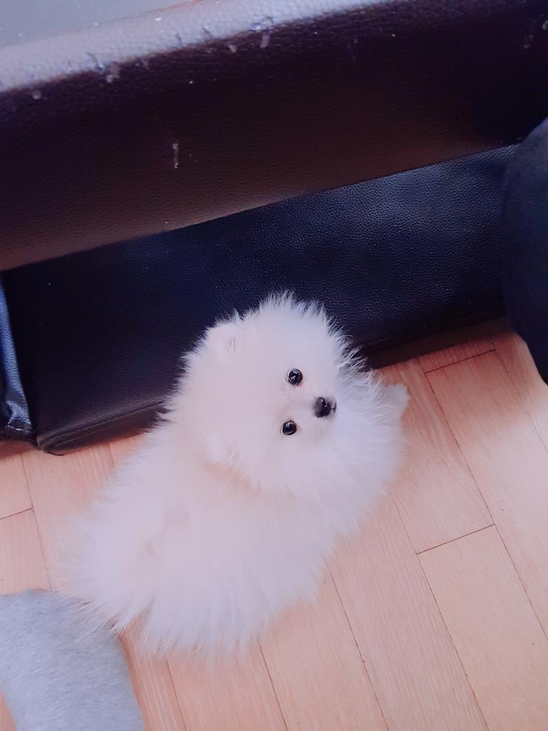 울집 멈뭄미! 지금은 할머니댁 가있어 포메구 지금은 좀 컸으