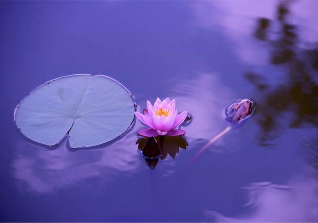 Waterflower 자체에는 의미가 없지만, Water-Flower 로 분해한다면 물과 꽃이라고 볼 수 있겠네. 두 키워드를 봤을 때 난 이