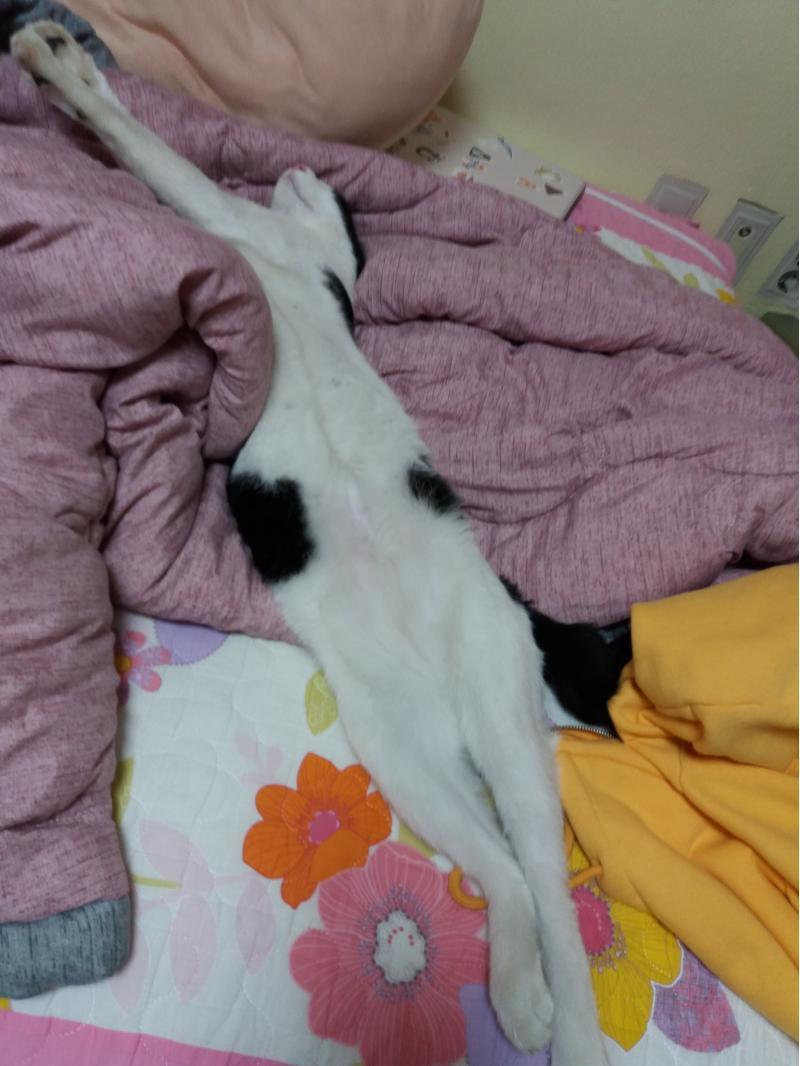 우리집 야옹씨 봐줘