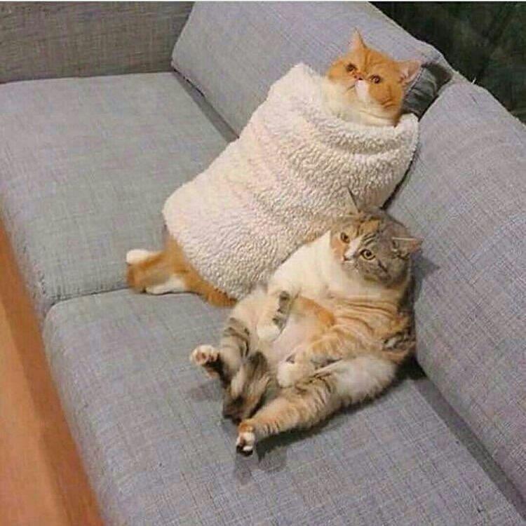 요즘 고양이들이 너무 너무 너무 너무 너무 귀여워,,, 고양이 너무 키우고 싶어서 고양이 공부 중이야,, 시간 쪼개서 쪼개서 열심히 공부 중이다