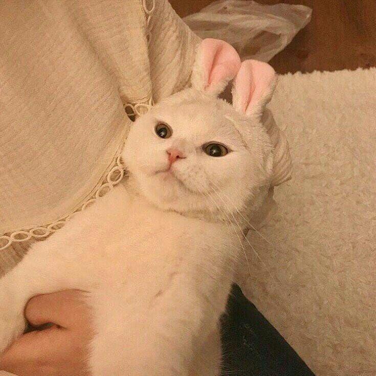 요즘 고양이들이 너무 너무 너무 너무 너무 귀여워,,, 고양이 너무 키우고 싶어서 고양이 공부 중이야,, 시간 쪼개서 쪼개서 열심히 공부 중이다