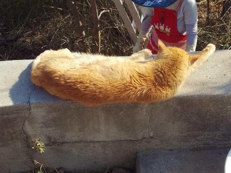 냥이등짝