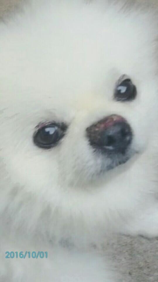 우리 몽이야 코 까짐ㅠㅜㅜㅠㅠㅠㅠ