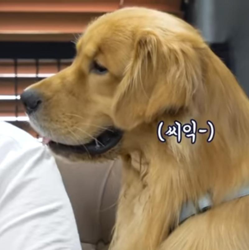 오빠 멍멍이 o △ 시끄러운가? o o 기물을 파손하는가? o o 집을 어지럽히는가? o o 밥을 챙겨줘야하는가? o △ 스트레스를 주는가? o